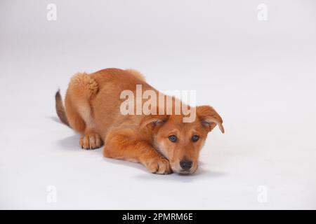 Harzer Fox, Welpe, 3 Monate Stockfoto