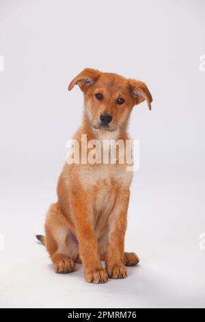 Harzer Fox, Welpe, 3 Monate Stockfoto