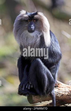 Löwenschwanzmakaken (Macaca silenus), in Gefangenschaft Stockfoto