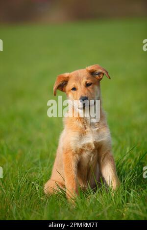 Harzer Fox, Welpe, 3 Monate Stockfoto