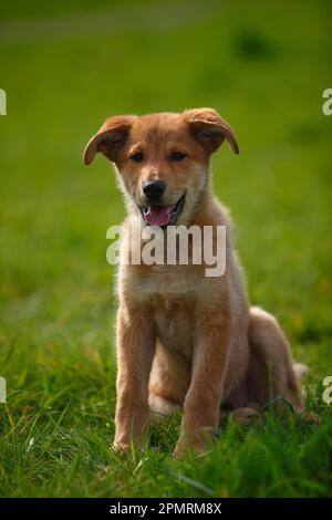 Harzer Fox, Welpe, 3 Monate Stockfoto