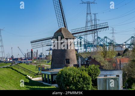 Der Hafen von Antwerpen an der Schelde gilt als zweitgrößter Seehafen in Europa, Containerhafen DP World Antwerpen Gateway Kai, alte Windmühle Stockfoto