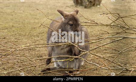 Känguru-Bennett-Wallaby (Macropus rufogriseus) beim Kauen junger Zweige. Stockfoto