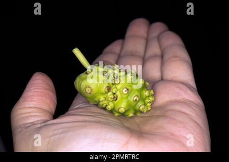 Noni Fruit, Morinda citrifolia Stockfoto