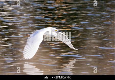 Snowy Egret fliegt tief über Wasser Stockfoto