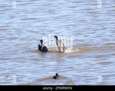 Amerikanische Coots kämpfen Stockfoto