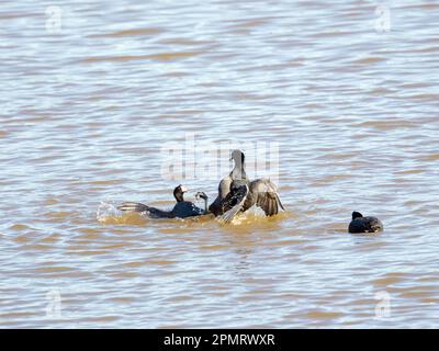 Amerikanische Coots kämpfen Stockfoto