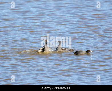 Amerikanische Coots kämpfen Stockfoto