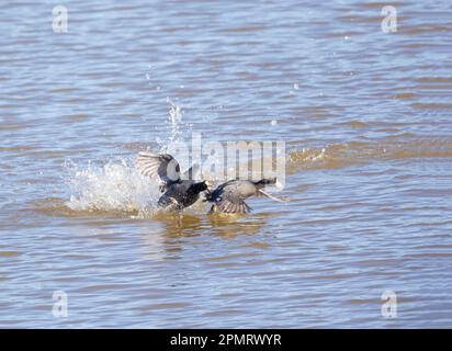 Amerikanische Coots kämpfen Stockfoto