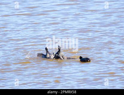 Amerikanische Coots kämpfen Stockfoto