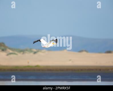 Ein einziger amerikanischer weißer Pelikan fliegt über Morro Bay Stockfoto