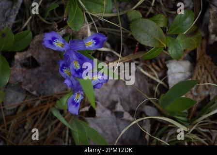 Zwerg See Iris (Iris Lacustris) Stockfoto