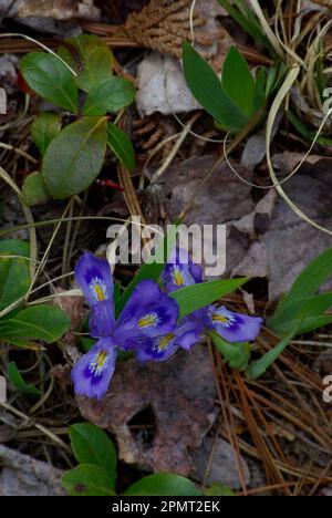 Zwerg See Iris (Iris Lacustris) Stockfoto