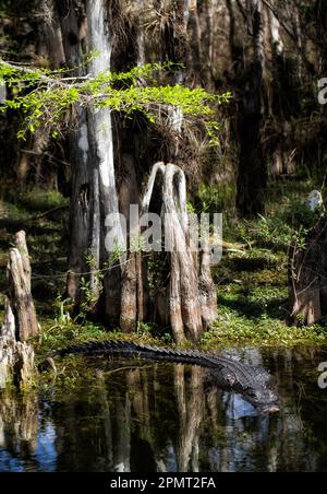 Der American Alligator gleitet unter dem Zypressendach inmitten der eindrucksvollen Zypressenknie und Reflexionen im malerischen Big Cypress Preserve Floridas Stockfoto