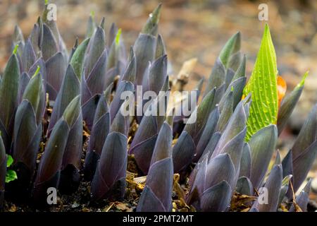 Plantain Lily, Sprossen, Hosta-Triebe, Pflanzen, Frühling, Anbauen, Pflanzen Stockfoto