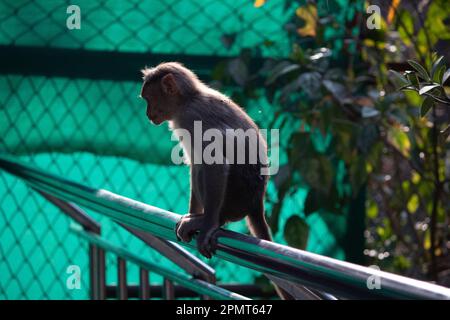 Affe im Bannerghatta Nationalpark Bangalore spielt im Zoo. Forest Wildlife Sanctuaries in Karnataka India Stockfoto