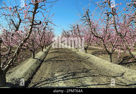 Blühender Pfirsichgarten, Kalifornien Stockfoto