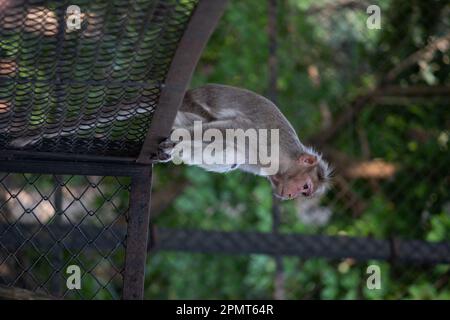 Affe im Bannerghatta Nationalpark Bangalore spielt im Zoo. Forest Wildlife Sanctuaries in Karnataka India Stockfoto