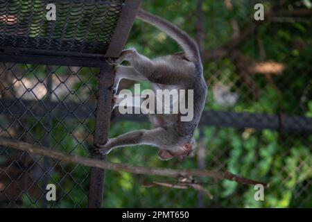 Affe im Bannerghatta Nationalpark Bangalore spielt im Zoo. Forest Wildlife Sanctuaries in Karnataka India Stockfoto