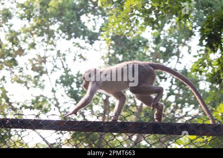 Affe im Bannerghatta Nationalpark Bangalore spielt im Zoo. Forest Wildlife Sanctuaries in Karnataka India Stockfoto