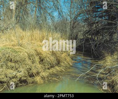 Das Wasser aus der Quelle ist schlammig. Er verläuft durch das Land und zieht sich an den Ufern von Gras und Bäumen entlang und wird zu einem schnell fließenden Fluss oder Kanal. Stockfoto