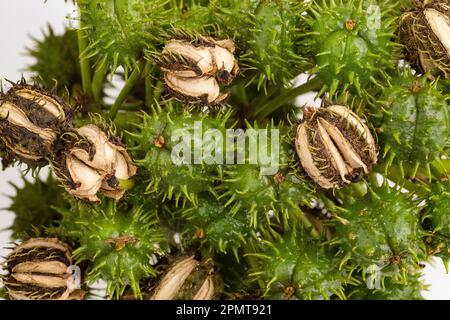 Grüne und sonnengetrocknete Samen von Ricinus communis Stockfoto