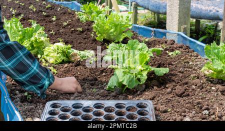 Nahaufnahme Farmerin, die mit der Hand Sprossen mit grünem Salat in fruchtbaren Boden pflanzt. Für das Konzept des ökologischen Pflanzenanbaus. Stockfoto