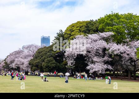 Japanische Sakura-Kirschblüte 2023. April, Shinjuku Gyoen Park in Tokio, Japan, Asien Stockfoto