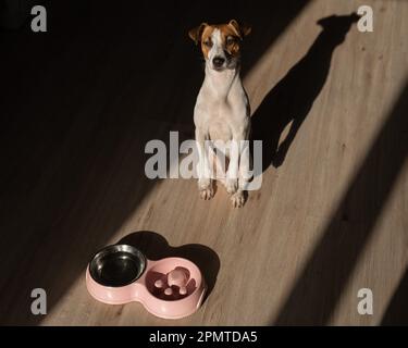 Eine Doppelschüssel für langsames Füttern und eine Schüssel Wasser für den Hund. Jack Russell Terrier Hund neben einem rosa Teller mit trockenem Essen auf einem Holzboden. Stockfoto