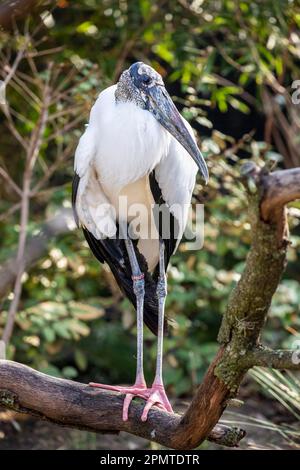 Der Waldstorch (Mycteria americana) ist ein großer amerikanischer Watvogel. Sie findet sich in subtropischen und tropischen Lebensräumen in Nord- und Südamerika; Stockfoto