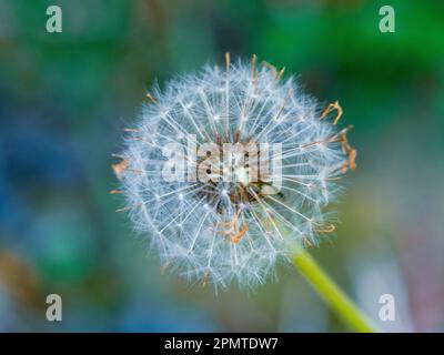 Löwenzahn zum Aussaat, flauschiger weißer Pappus mit ausgetrockneten Samen, die vom Wind weggeblasen werden können, hübscher mehrfarbiger Hintergrund Stockfoto