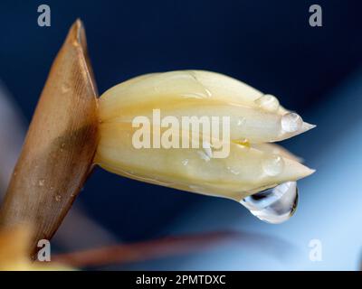 Blütenknospe in Blütengelb Blütenform, am Ende hängende Wassertropfen, australischer Küstengarten Stockfoto