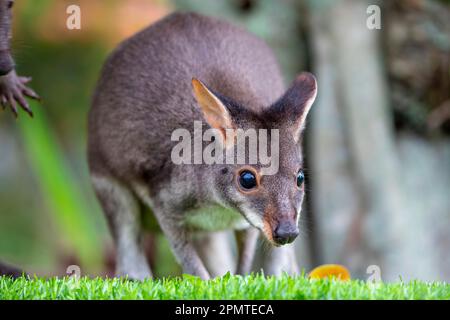 Das Foto des Dusky Wallaby (Thylogale brunii). Eine Marsupialart in der Familie Macropodidae. Es befindet sich auf den Inseln Aru und Kai Stockfoto