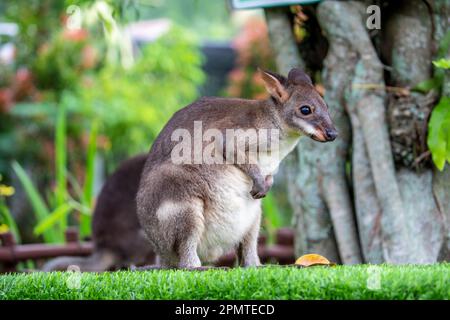 Das Foto des Dusky Wallaby (Thylogale brunii). Eine Marsupialart in der Familie Macropodidae. Es befindet sich auf den Inseln Aru und Kai Stockfoto