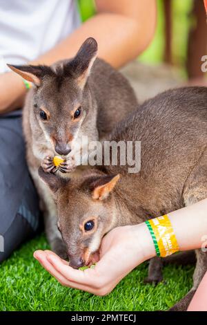 Das Foto des Dusky Wallaby (Thylogale brunii). Eine Marsupialart in der Familie Macropodidae. Es befindet sich auf den Inseln Aru und Kai Stockfoto