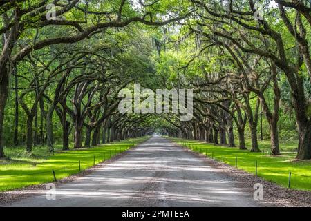 Auf der Wormsloe Plantation in Savannah, Georgia, gibt es eine bewachsene Straße mit Eichenbäumen. (USA) Stockfoto