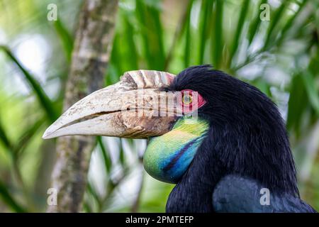 Die weibliche Kranzhornvogel. Es (Rhyticeros undulatus) ist ein tropischer Vogel der alten Welt der Hornvogel-Familie Bucerotidae. Stockfoto