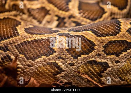 Die birmanische Python (Python bivittatus) ist eine der größten Schlangenarten. Es ist in einem großen Gebiet Südostasiens heimisch Stockfoto