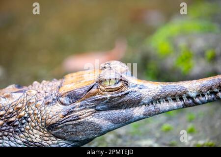 Ein Baby falsche Gharial. Es ist ein Süßwasser-Krokodil, der in Malaysia, Borneo, Sumatra und Java beheimatet ist. Es ist dunkel rötlich-braun oben mit dunkelbraun Stockfoto