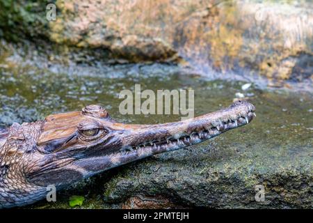 Ein Baby falsche Gharial. Es ist ein Süßwasser-Krokodil, der in Malaysia, Borneo, Sumatra und Java beheimatet ist. Es ist dunkel rötlich-braun oben mit dunkelbraun Stockfoto