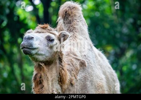 Das Nahbild des Bactrianischen Kamels (Camelus bactrianus). Ein großer, ebenzehiger Huftier, der in den Steppen Zentralasiens heimisch ist. Es hat zwei Höcker Stockfoto