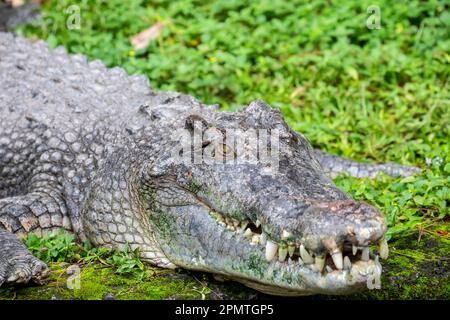 Das Salzwasser Krokodil (Crocodylus porosus) ist ein crocodilian native auf Salzwasser Lebensräume und Brackigen Feuchtgebiete von Osten Indiens Küste über Southe Stockfoto