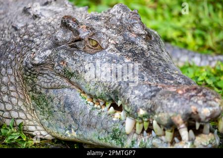 Das Salzwasser Krokodil (Crocodylus porosus) ist ein crocodilian native auf Salzwasser Lebensräume und Brackigen Feuchtgebiete von Osten Indiens Küste über Southe Stockfoto