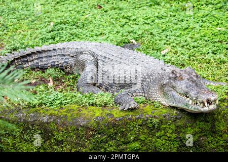 Das Salzwasser Krokodil (Crocodylus porosus) ist ein crocodilian native auf Salzwasser Lebensräume und Brackigen Feuchtgebiete von Osten Indiens Küste über Southe Stockfoto