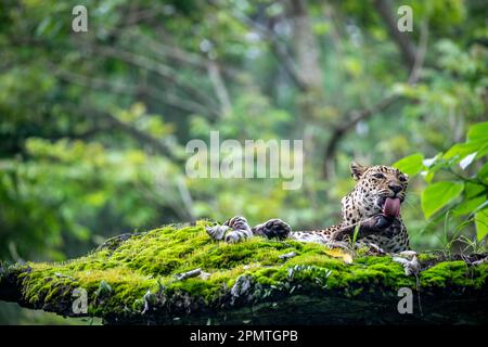 Das Nahbild eines javanischen Leoparden (Panthera pardus melas) leckt die Pfote am Felsen. Es ist eine Leopardenunterart, die auf die indonesische Insel beschränkt ist Stockfoto
