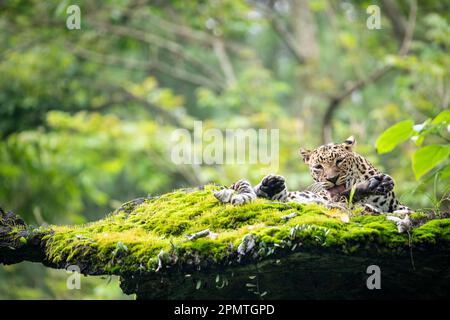 Das Nahbild eines javanischen Leoparden (Panthera pardus melas) leckt die Pfote am Felsen. Es ist eine Leopardenunterart, die auf die indonesische Insel beschränkt ist Stockfoto