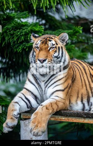 Das Nahbild des sibirischen Tigers (Panthera tigris altaica), der aus dem russischen Fernen Osten, Nordostchina stammt. Es ist rötlich-rostig oder rostig-gelb Stockfoto