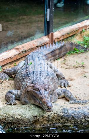 Der falsche Gavial ist ein Süßwasserkrokodil, der in Malaysia, Borneo, Sumatra und Java heimisch ist. Sie ist dunkelrötlich-braun, dunkelbraun oder schwarz Stockfoto