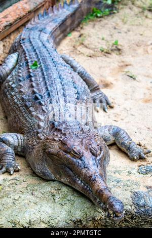 Der falsche Gavial ist ein Süßwasserkrokodil, der in Malaysia, Borneo, Sumatra und Java heimisch ist. Sie ist dunkelrötlich-braun, dunkelbraun oder schwarz Stockfoto