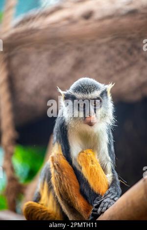 wolfsaffe (Cercopithecus wolfi) ist ein farbenfroher Affe aus der alten Welt der Familie Cercopithecidae. Es ist in Zentralafrika zu finden. Stockfoto